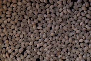 Short-grain Calasparra rice for paella
